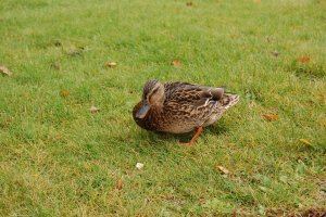 A city duck A city duck